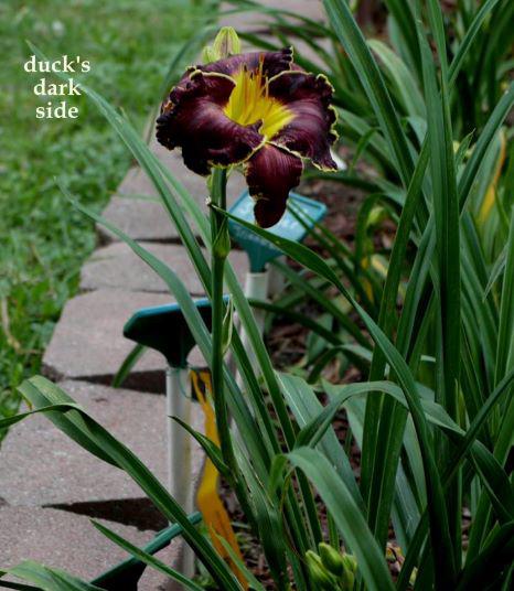ducks ds rs
